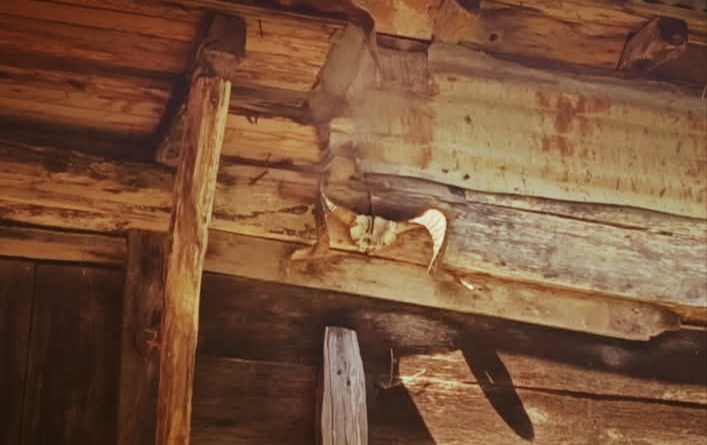 Kapıda Boynuz Geleneği: Çepnilerden Cide Köylerine Uzanan Bin Yıllık Bir İnanç